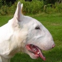 elvis