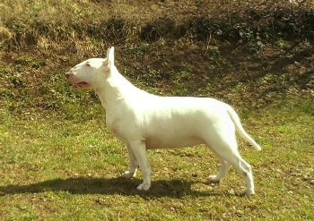 Balkan Bull Hot Love